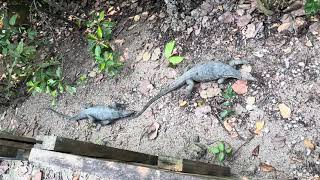 Clouded monitor Varanus nebulosus mating attempt in Singapore [upl. by Enaywd343]