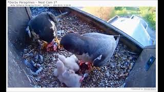 Derby Peregrines Both parents bring prey at 1918 4th May 2024 [upl. by Notsej]