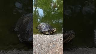 Caltech turtles 🐢🐢🐢🐢🐢caltech caltechturtle [upl. by Yereffej]