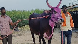 Karnataka juris Bulls videos  Karnataka juris videos Terabandi Compilations bulls [upl. by Ku]