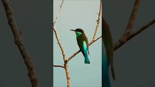 Bluethroated beeeaterbirdsofmalaysia slowliving birdwatching [upl. by Stratton]