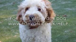 How to calm your excitable Cockapoo  With Sidney the Cockapoo [upl. by Nedry]