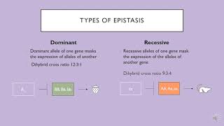 Dominant vs Recessive Epistasis [upl. by Nodnerb]