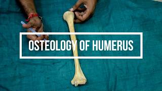 Osteology of Humerus [upl. by Kristien]