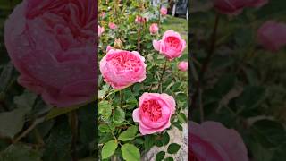 보스코벨Boscobel  David Austin rose [upl. by Kirchner]