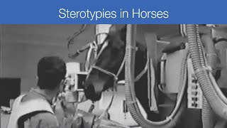 Stereotypies in Horses [upl. by Ailecnarf]