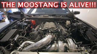 Part 14  First Start in 6 Months on my Turbo Coyote Mustang [upl. by Sivi]