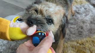 Border terrier Leeloo plays differently [upl. by Girhiny633]