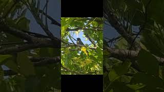 Scalybreasted munia munia scalybreastedmunia birds nature music birdwatchingadventure [upl. by Ardnwahsal]