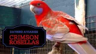 CRIMSON ROSELLAS  AKA Pennants Rosellas Blue and Cinnamon Mutations [upl. by Eden162]