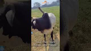 Rescue of a bull  Budaun in Uttar Pradesh animalrescue gokuldham cow [upl. by Ramedlav]