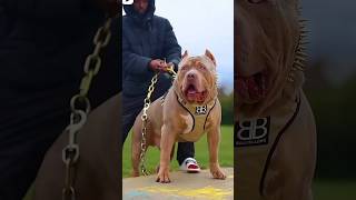 Pitbull Vs Kangal shepherd Fight shorts [upl. by Ollecram909]