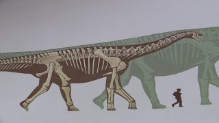 Paléontologie à Angoulême  après les fouilles place à la reconstitution des fossiles des dinosaures [upl. by Weisburgh]