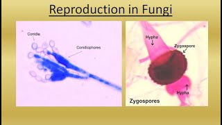 REPRODUCTION IN FUNGI  For NEET BSc and MSc  BY JYOTI VERMA  ALL ABOUT BIOLOGY [upl. by Alyhs125]