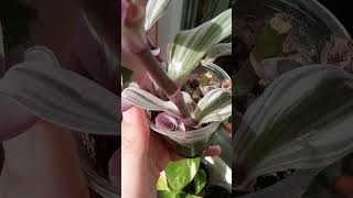 tradescantia nanouk propagation 🌱традесканція після обрізки нанук 🌱 [upl. by Llerrot]