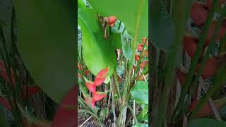 As maravilhas da mata atlântica heliconia rostrata shorts [upl. by Yerocal]