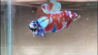 Peces Bettas Hermosos  betta fish  Recopilación Global dry betta splendens 2019 [upl. by Narod]