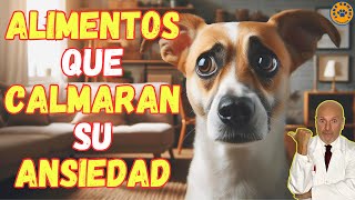 🚨 ALIMENTOS RICOS EN TRIPTÓFANO PARA PERROS CON ANSIEDAD 🚨 [upl. by Niala382]