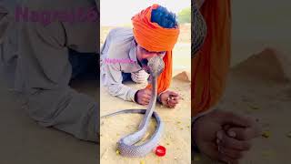 King Cobra saamp aur Jogishortvideo snakejogi shorts [upl. by Wsan472]