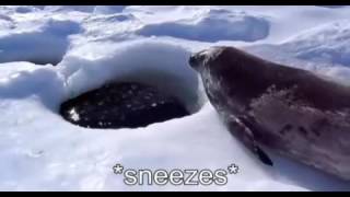 Captioned Seal Sea Doggo [upl. by Job]