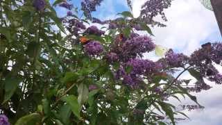 Why everyone should own a buddleia butterflies amp bees [upl. by Hoem]