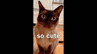 Cute Cat Makes His Own Shorts Video  Simons Cat Blep amp Cat Slap  Cute Burmese Cat shorts [upl. by Allimak]