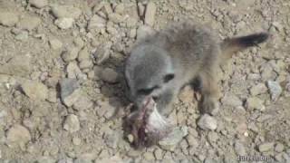 Baby meerkat cute or not so cute  at Durrell [upl. by Stephine]