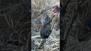 Muskrat trapping pov maine [upl. by Lyudmila490]