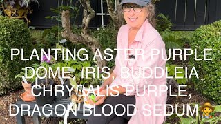 PLANTING BUDDLEIA CHRYSALIS PURPLE ASTER PURPLE DOME IRIS DRAGON BLOOD SEDUM👩‍🌾 [upl. by Durward]