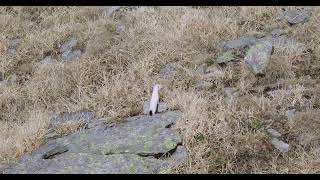 Stoat Mustela erminea [upl. by Ades230]