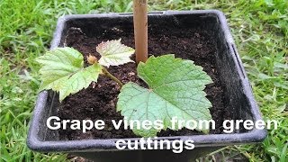 How to grow grape vines out of green cuttings [upl. by Kiran]