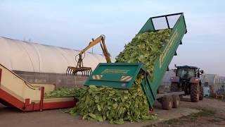 Tobacco Growing and Harvesting in Italy  Coltivazione e raccolta del tabacco in Italia [upl. by Nyleda255]