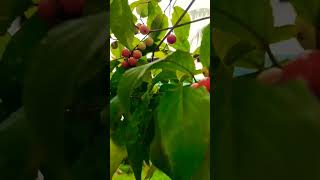 LovlolikaLubica plant fruitsyoutubeshorts fruitlover fruitpicking [upl. by Adnohryt]