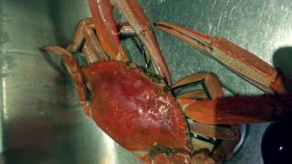 How to cook blue swimmer crabs [upl. by Cirred]