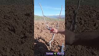 Ağacın ilk şeklini tek daldan oluşturalım Siirt fıstığı budama pruning pistachios [upl. by Yoshiko]