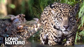 Jaguar vs Caiman A Battle of Predators  Love Nature [upl. by Ursel958]