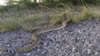 This is what happens when you play with Rattlesnakes [upl. by Gurango]