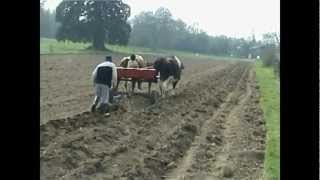 Work with Oxen project at Bhaktivedanta Manor [upl. by Kelby]