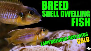 Lamprologus Ocellatus A Shell Dwelling Fish How to breed and care for these awesome Shellies [upl. by Uy]