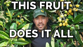 Growing Loquats The Best Fruit Youve Never Heard Of [upl. by Kneeland]