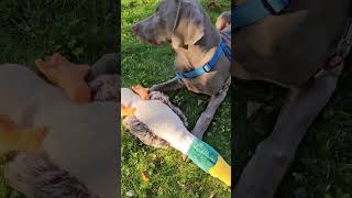 Weimaraner puppy SCHATTEN 6 month old October 2024 [upl. by Truscott631]