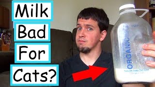 Is Milk Bad for Cats [upl. by Manuel]