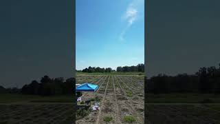 Midville Sept 26 2023 Peanut Harvest  4 [upl. by Lyrehc511]