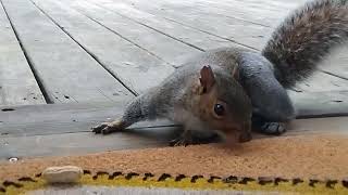 Squidgy the Squirrel [upl. by Anircam408]