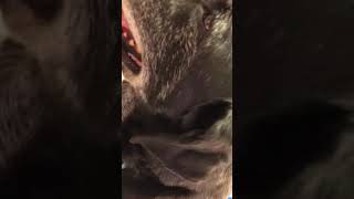 Laryngeal Paralysis in a Dog Example of what it sounds like and what it is [upl. by Ennaus]