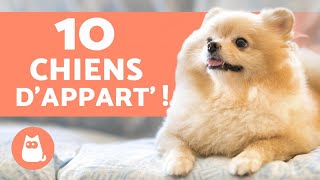 10 races de CHIENS dAPPARTEMENT 🏠 Les meilleurs [upl. by Ko]