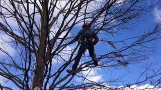 Un cours darboristegrimpeur à Falaise [upl. by Dalia485]