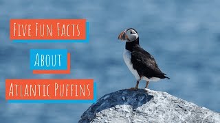 5 Facts About Puffins [upl. by Charlene406]