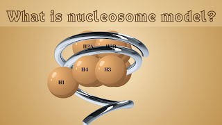 What is Nucleosome model  Animated video [upl. by Klapp855]