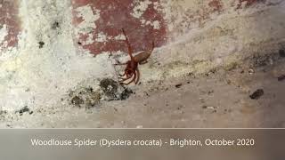 Woodlouse Spider Dysdera crocata  Brighton October 2020 [upl. by Acila]